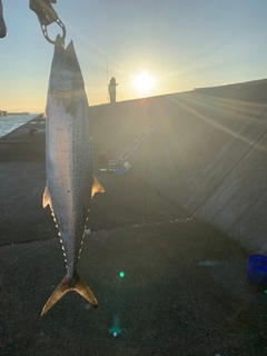 サゴシの釣果