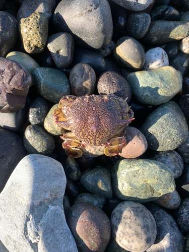 カニの釣果