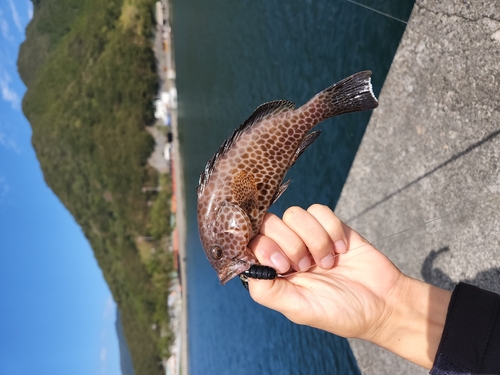 オオモンハタの釣果