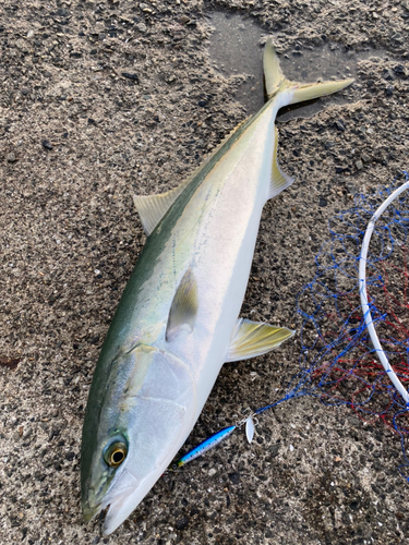 メジロの釣果