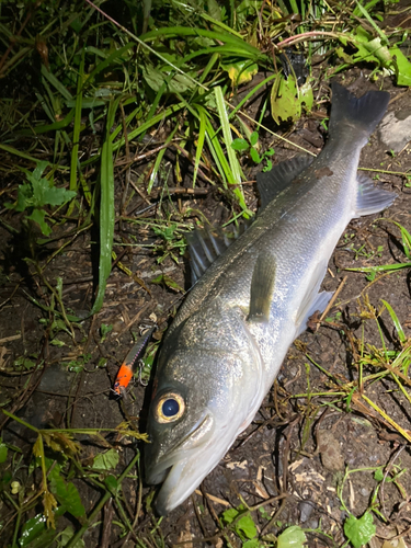 ヒラスズキの釣果