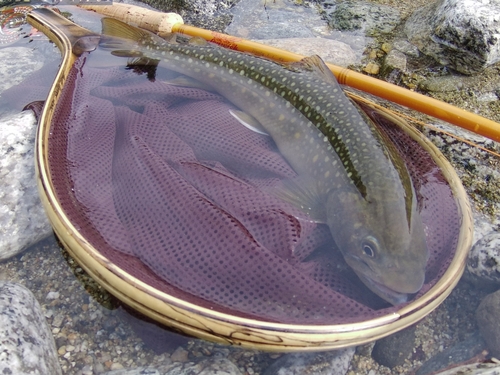 ニッコウイワナの釣果