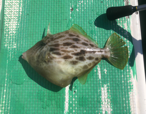 カワハギの釣果