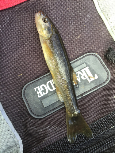 タカハヤの釣果