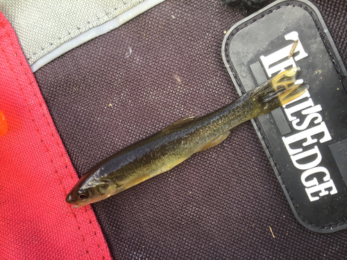 タカハヤの釣果