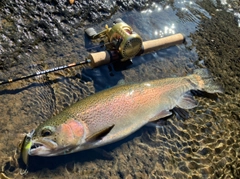 ニジマスの釣果