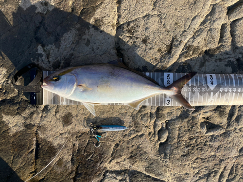 ショゴの釣果