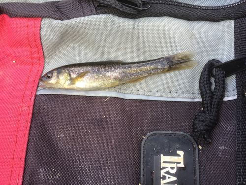 タカハヤの釣果