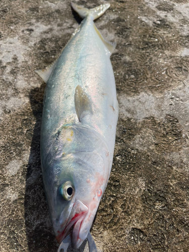 イナダの釣果