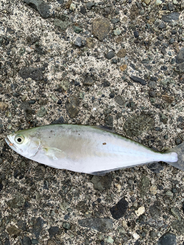 イケカツオの釣果