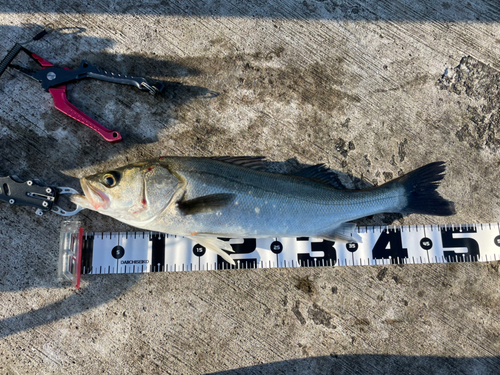 シーバスの釣果