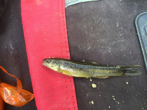 タカハヤの釣果