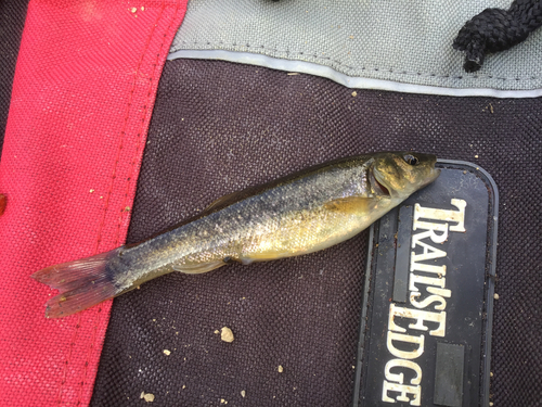 タカハヤの釣果