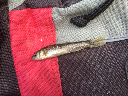 タカハヤの釣果