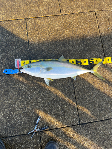 メジロの釣果