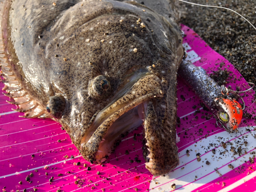 ヒラメの釣果