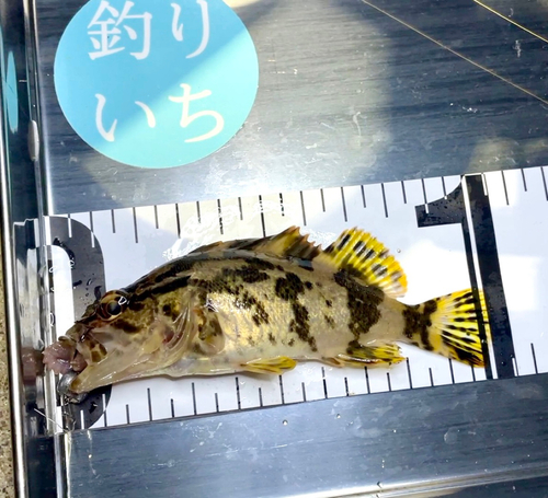 タケノコメバルの釣果