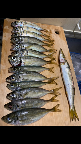 アジの釣果