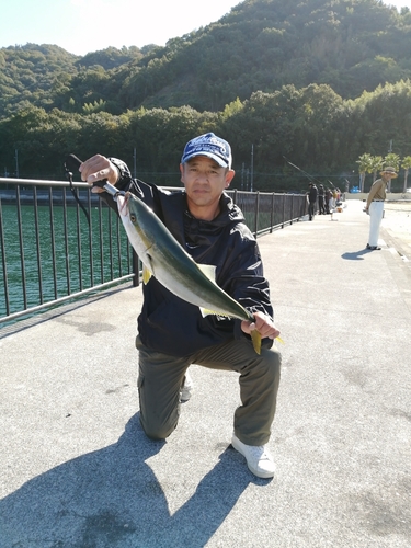 ハマチの釣果