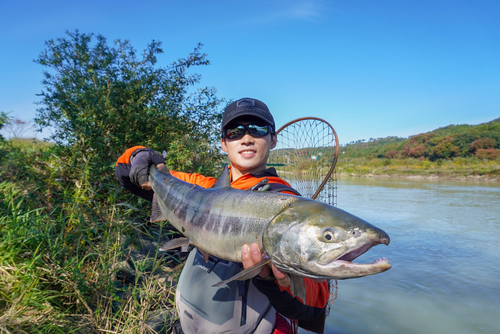 シロザケの釣果