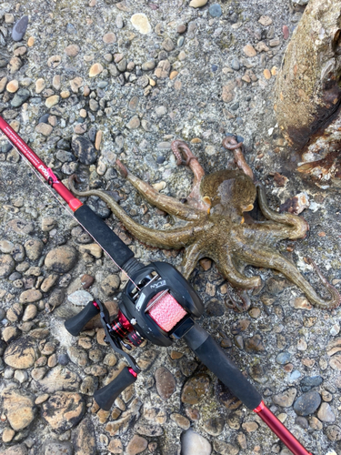 タコの釣果