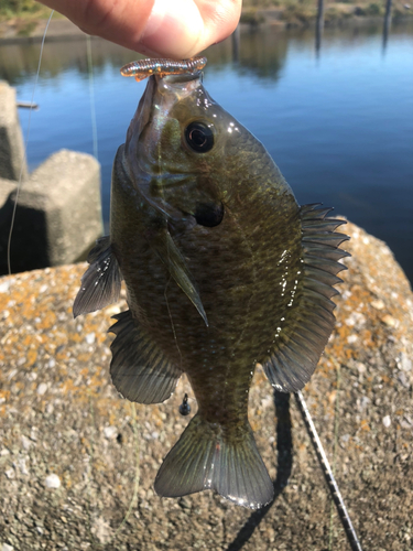 ブルーギルの釣果