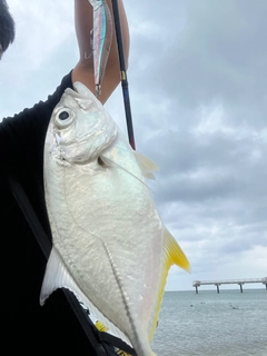 ガーラの釣果