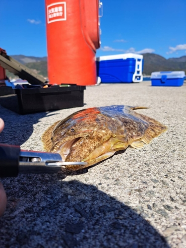 ヒラメの釣果