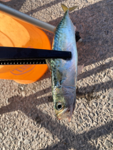 サバの釣果