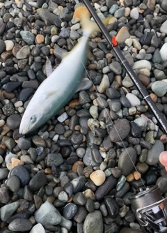 フクラギの釣果