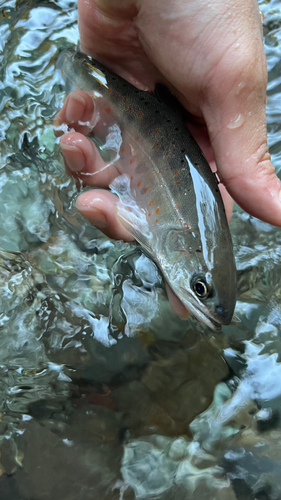 アマゴの釣果