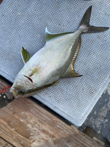 ヒレナガカンパチの釣果