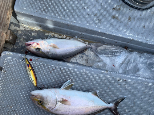 カンパチの釣果