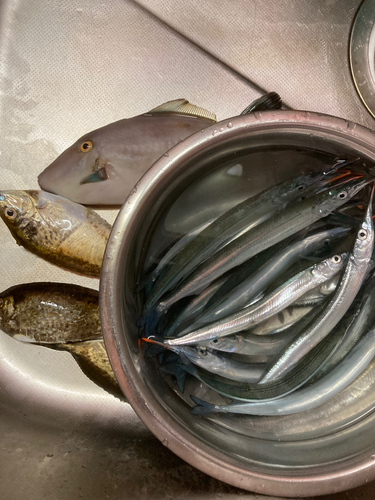 サヨリの釣果