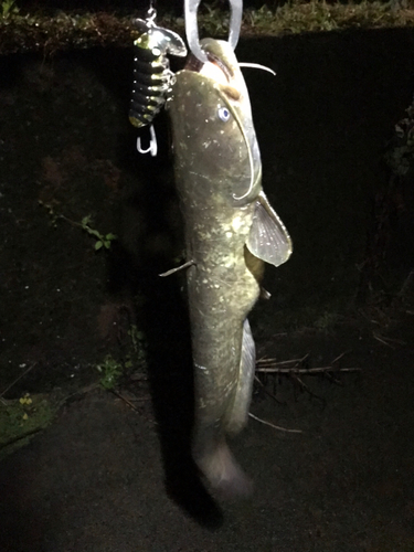 マナマズの釣果