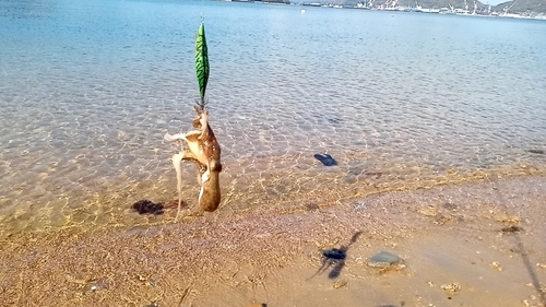 イイダコの釣果