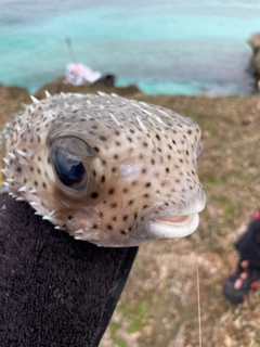 ハリセンボンの釣果