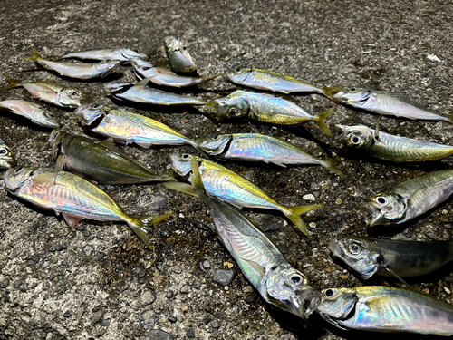 アジの釣果