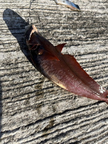 ドンコの釣果