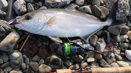 ネイリの釣果