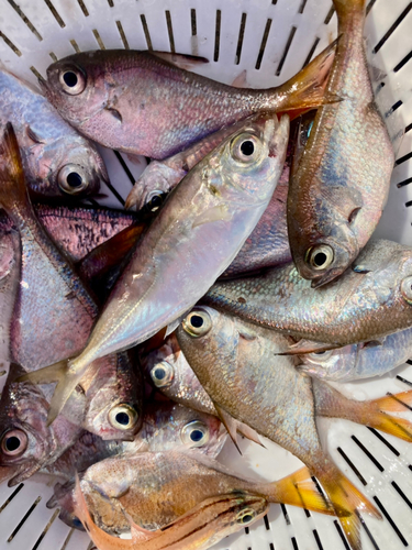 ハタンポの釣果