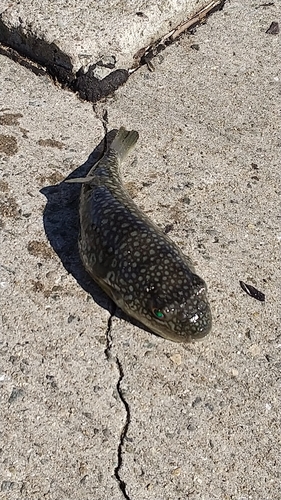 フグの釣果