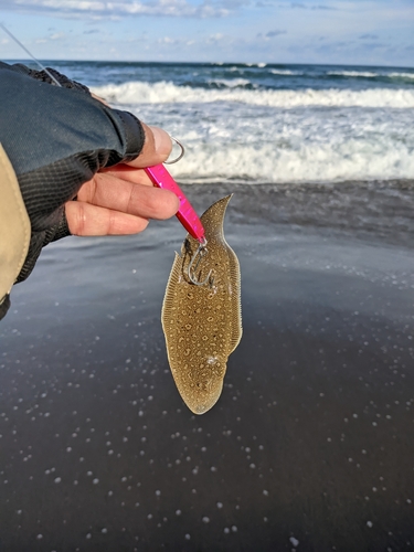 シタビラメの釣果