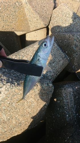 サバの釣果