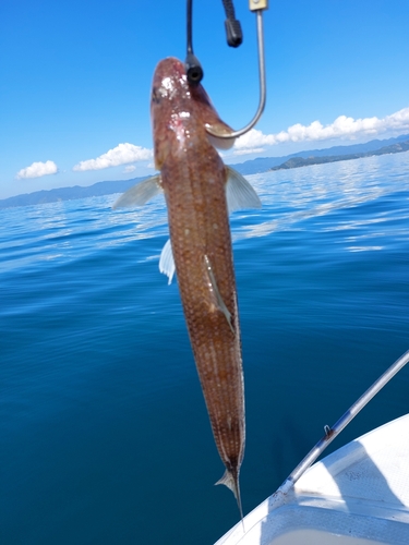 エソの釣果