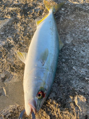 イナダの釣果