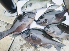 クチブトグレの釣果