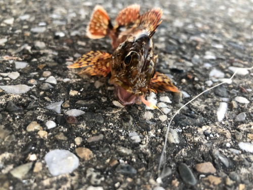 カサゴの釣果