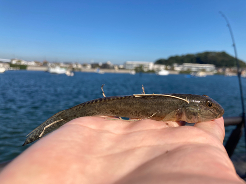 マハゼの釣果