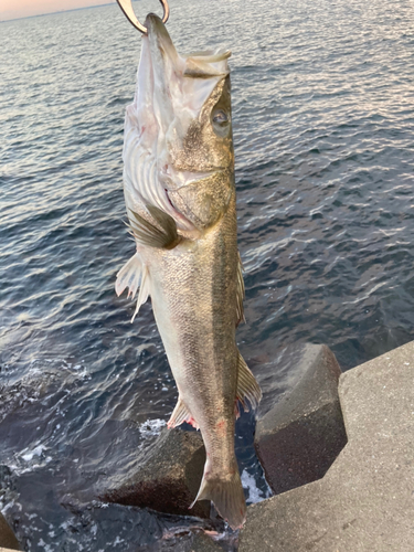 スズキの釣果